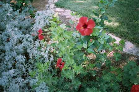 ����� �������� ����� �����