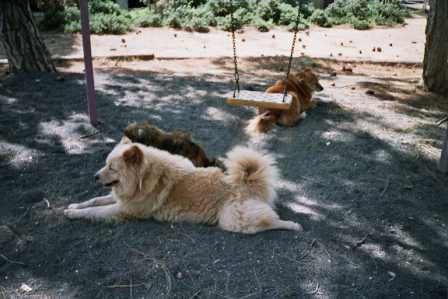 ����� ����� 