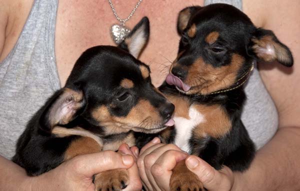 ��� ������� ������ ���