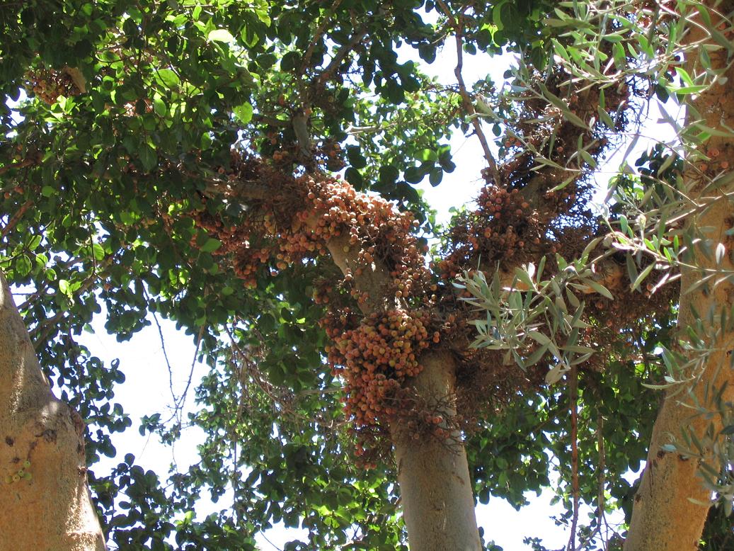 ����� ������ �� ������