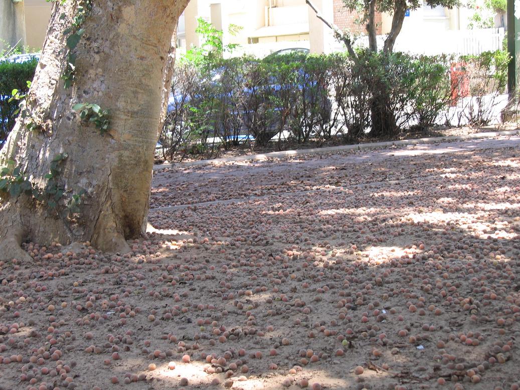 ����� ���� ����� ���