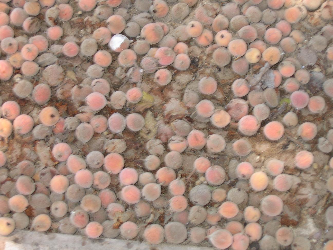 ����� �� �����